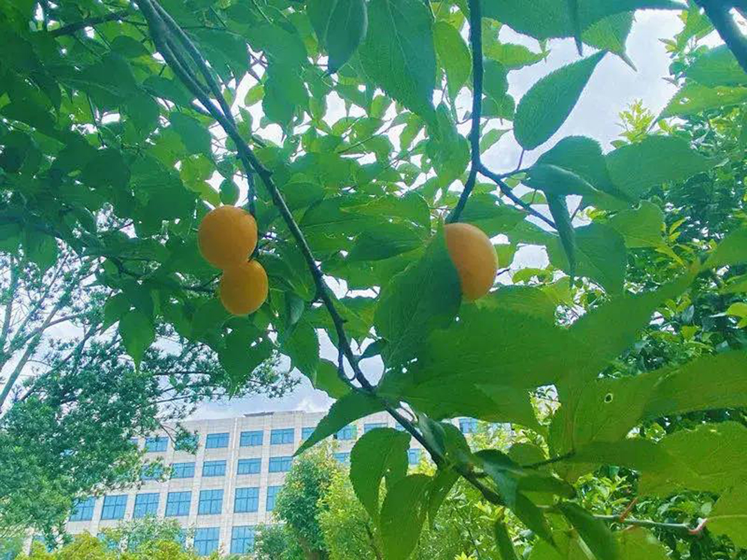 風景這邊獨好！東大環(huán)境美景一覽，請查收
