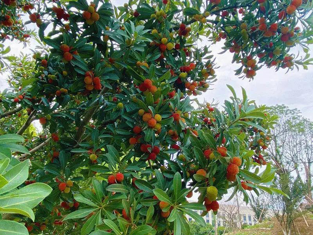 風景這邊獨好！東大環(huán)境美景一覽，請查收